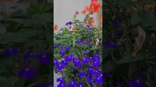 wild flowers in the street..