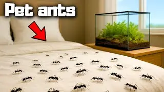 I let a whole ant colony roam free in my BEDROOM