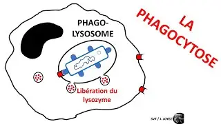 Immunité innée, phagocytose et cellule présentatrice d'antigène