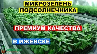 Микрозелень Подсолнечника премиум качества в Ижевске