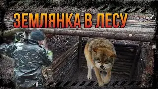 Землянка в лесу. Строю землянку. Не желанный гость. Установил скрытую камеру на 24 часа.