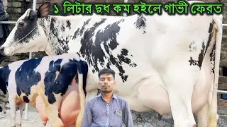 ১ লিটার দুধ কম হইলে গাভী ফেরত।।সেরা সেরা বাছাই করা সব দুধের গাভী কিনুন একদম সীমিত দামের মধ্যে।