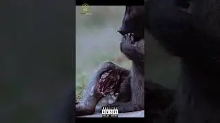 ZOMBIE MONKEY