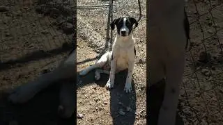 Dog Eric on the run for years - Part 1