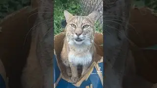 Manka & Meemie bobcats purring 🥹