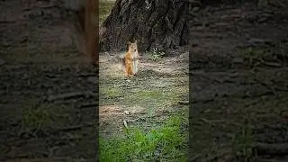 Юная белочка 🐿️ #видео #лето #2024 #кино #video #море #catcut #природа #нск54