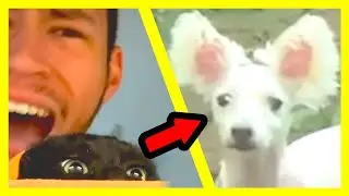 Cat found in box with most beautiful dog of Tiktok - Best of the week!