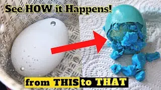 I Dye Eggs for 500 DAYS in Food Coloring. This is What Happened