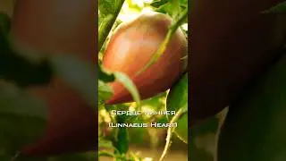 Томат Сердце Линнея. Удивительно вкусный сорт!