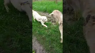 Коза та собака - давай дружити! Goat and dog - let's be friends! 