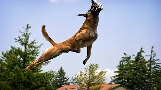 Athletic Military Dogs!
