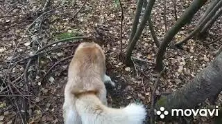 Поход с хаски за грибами.