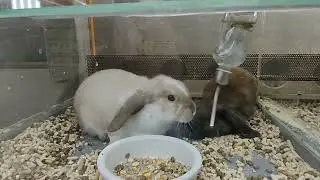 Карликовые декоративные вислоухие кролики