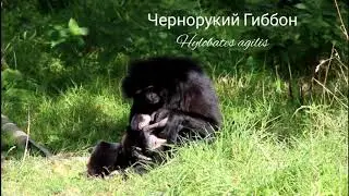 Гиббон чернорукий