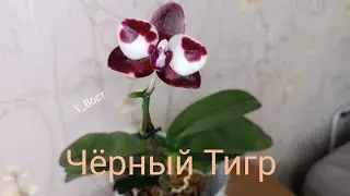 Сухая черная гниль на орхидее P. Black Tiger😢
