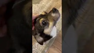 Когда в доме много собачек надо торопиться кушать)))