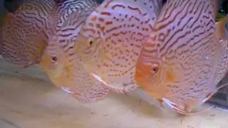 Albino Red Diamond from Sunrise Tropicals