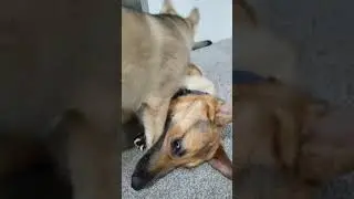 German Shepherds FIGHTING!!!