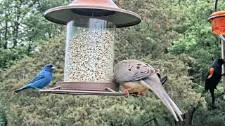 Indigo Bunting & Red Fox - Squirrel Narrowly Escapes Becoming a Meal!