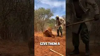 Baby Elephants Dust bath 😲