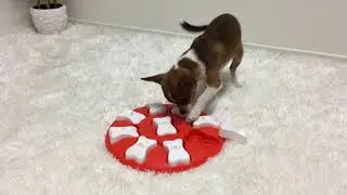 Outward Hound Dog Smart