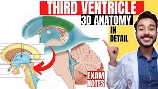 third ventricle anatomy 3d | anatomy of third ventricle of brain anatomy