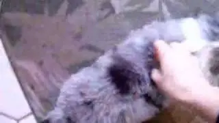 Rescue puppy "Miracle"