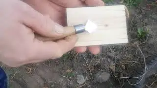 Как привить ЗИЗИФУС.