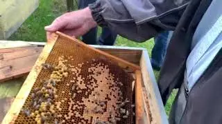 Масове отруєння бджіл на Львівщині.