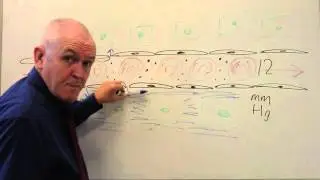 Cardiovascular System 8, Capillary circulation and tissue fluid