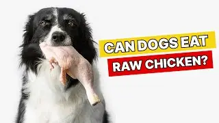 What Happens If Dogs Eat Raw Chicken?
