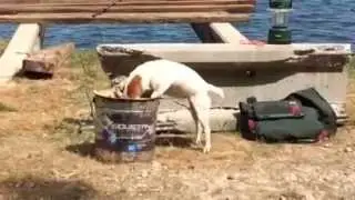 Fane à la pêche ! Un Chien pêcheur Trop facile !