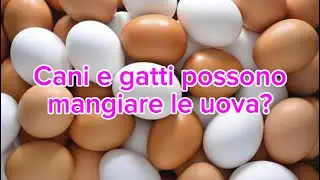 Cani e gatti possono mangiare le uova?