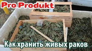 Как хранить живых раков