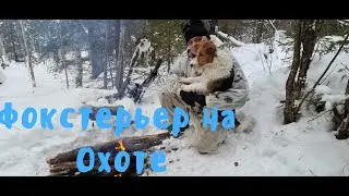Охота зимой с Фокстерьером в Манской тайге. Красноярский край, Восточный Саян.