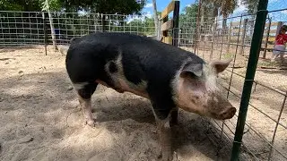 Moving the feeder pigs to their new pen