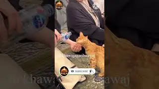 🫶Cat in madina shareef  || hijab girl ||#catshorts #hijab #tranding #viral #khawajagaribnawaz