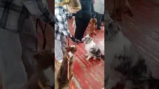 Нашу австралийскую овчарку Касю чуть не съели на выставке собак)))