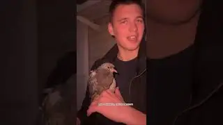 Миниатюра: лебедь, рак и щука 🥴или история о том, как мы шли домой !