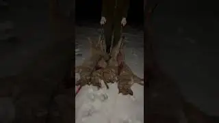 Охота на хищника. 