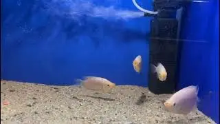 Female kissing Gourami fish may also longer body looks