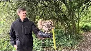 🦉Playing with owls