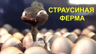 Влог Страусиная Ферма 🎑