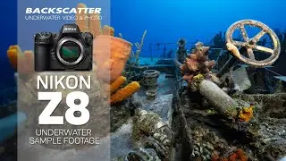 Nikon Z8 Underwater Sample Footage 