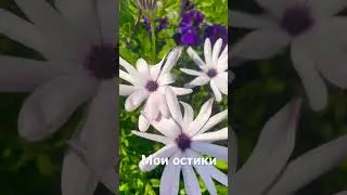 Цветок называется остеоспермум или сокращённо остики😍 