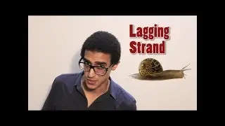 DNA Replication  شرح بالعربي