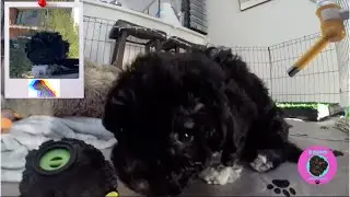 I had to give up the cutest puppy ever!