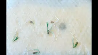 🌱 Лайфхак - как проращивать семена томатов, перцев 🌱 до пересадки в гидропонную установку.