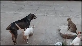 Dog and Cats