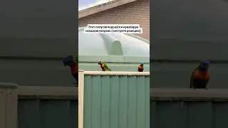 This Parrot is too full of himself 🤣